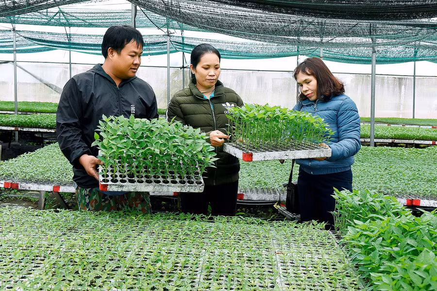 7.Nhờ được tham gia các lớp tập huấn khoa học kỹ thuật, gia đình anh Phạm Bình Tuyển ở tổ 3 phường An Phú thị xã An Khê, đã vươn lên làm giàu từ mô hình vườn ươm cây giống. Hiện nay với việc ươm 8000 khay giống trên diện tích 2000m2, bình quân mỗi năm cho thu nhập gần 500 triệu đồng, giải quyết việc làm cho 3-5 lao động địa phương. Đây cũng là một trong những mô hình kinh tế được Hội nông dân thị xã an khê lựa chọn làm điểm để làm cơ sở nhân rộng trên địa bàn.