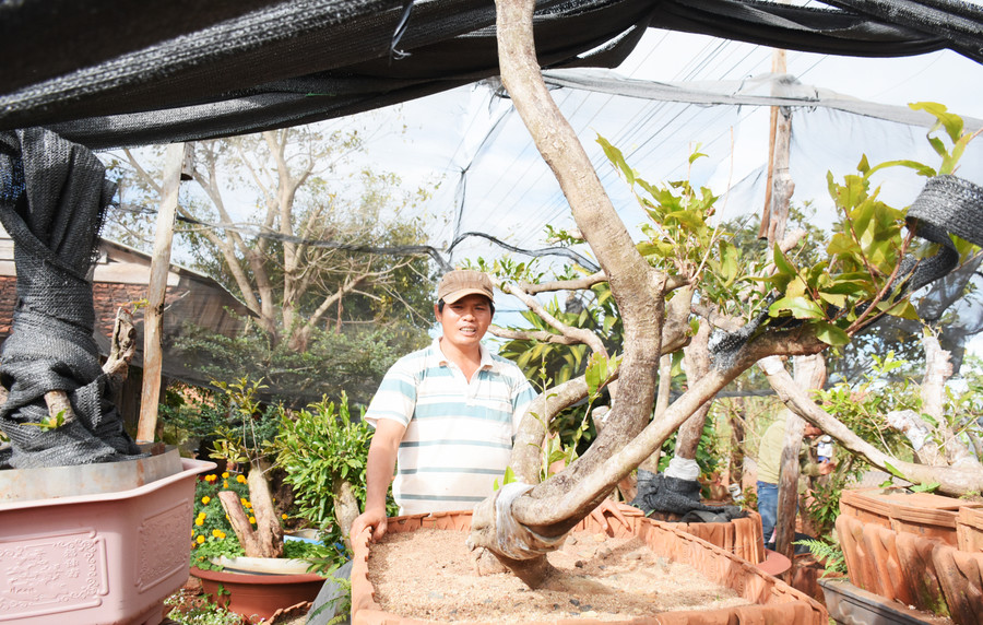 Vườn của anh Nguyễn Huy (xã Ia Me, huyện Chư Prông) hiện có trên 100 cây mai rừng tự nhiên, có giá từ vài triệu đồng đến vài chục triệu đồng. Ảnh: Minh Nguyễn