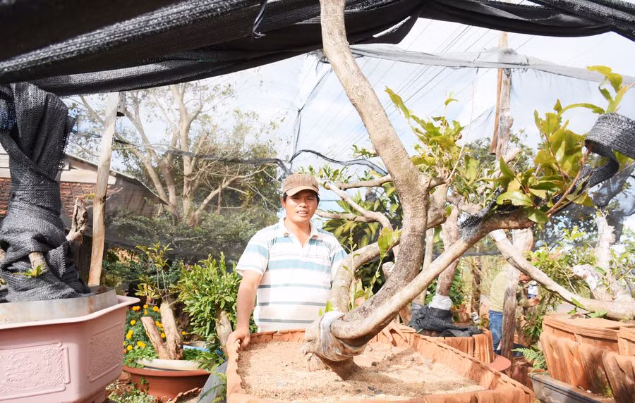 Vườn của anh Nguyễn Huy (xã Ia Me, huyện Chư Prông) hiện có trên 100 cây mai rừng tự nhiên, có giá từ vài triệu đồng đến vài chục triệu đồng. Ảnh: Minh Nguyễn