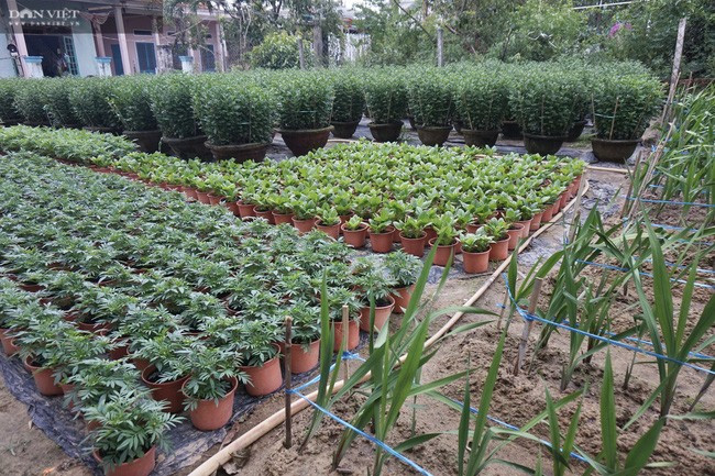  Hàng trăm chậu hoa cúc chết vì mưa bão nên ông Thu trồng thêm các loại hoa ngắn ngày.