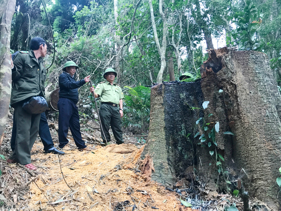 Một cây gỗ có đường kính 2 người ôm bị đốn hạ. Ảnh: Diệp Tấn Một cây gỗ có đường kính 2 người ôm bị đốn hạ. Ảnh: Diệp Tấn