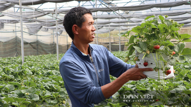 Với mỗi chậu dâu tây đóng gói cho khách hàng sẽ có 3 gốc dâu. Ngoài chưng Tết, anh Định còn đóng gói, vận chuyển cho khách hàng theo yêu cầu vào các dịp ngày lễ tình yêu hay ngày lễ 20/10.