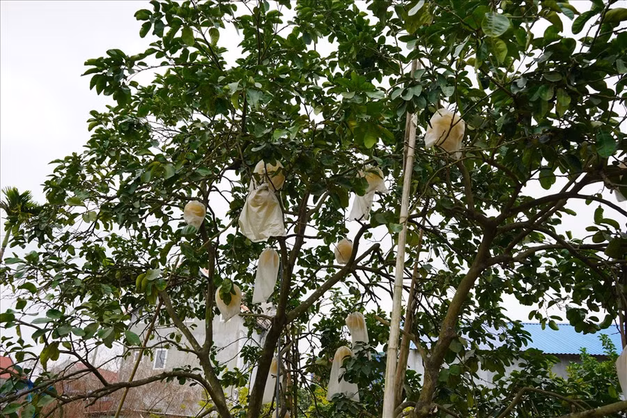 Cả vườn bưởi sai trĩu quả, mỗi cây cho trung bình 100-200 quả/vụ. Trong đó, cây bưởi lâu năm nhất (gần 30 năm) cho gần 500 quả dịp tết 2021. Ảnh Mai Dung