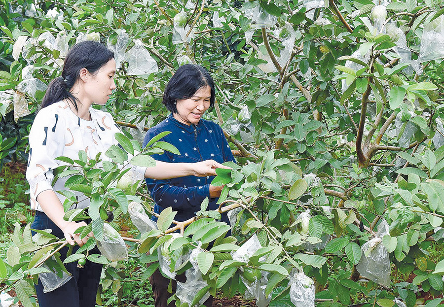 Mô hình trồng ổi của gia đình bà Vũ Thị Huyền (bìa trái; làng Kép, phường Đống Đa, TP. Pleiku). Ảnh: Đức Thụy Mô hình trồng ổi của gia đình bà Vũ Thị Huyền (bìa trái; làng Kép, phường Đống Đa, TP. Pleiku). Ảnh: Đức Thụy