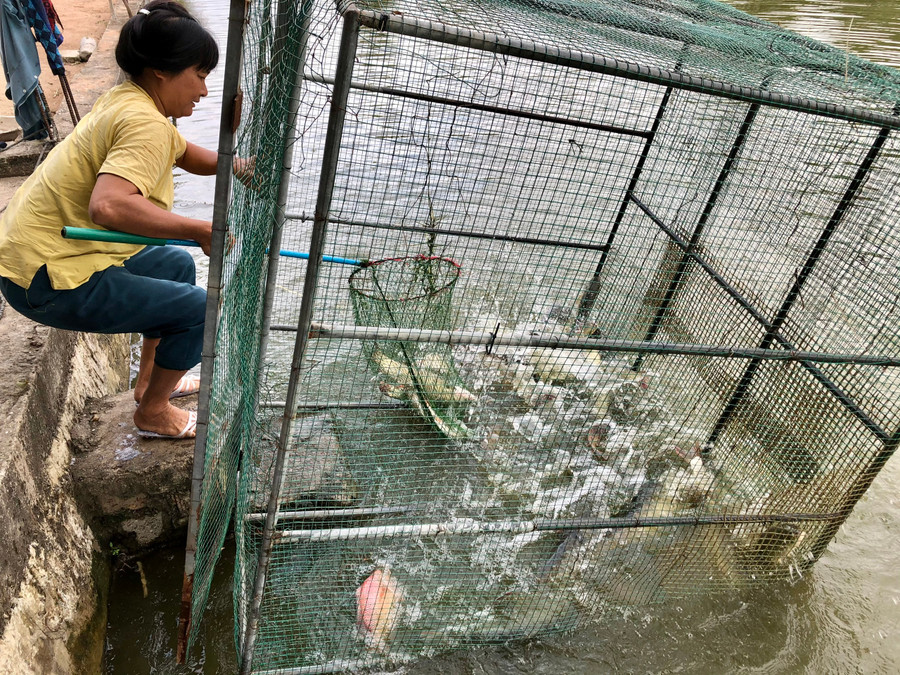 Gia đình ông Mại bắt cá để bán cho người dân trong huyện. Ảnh: Gia Hưng