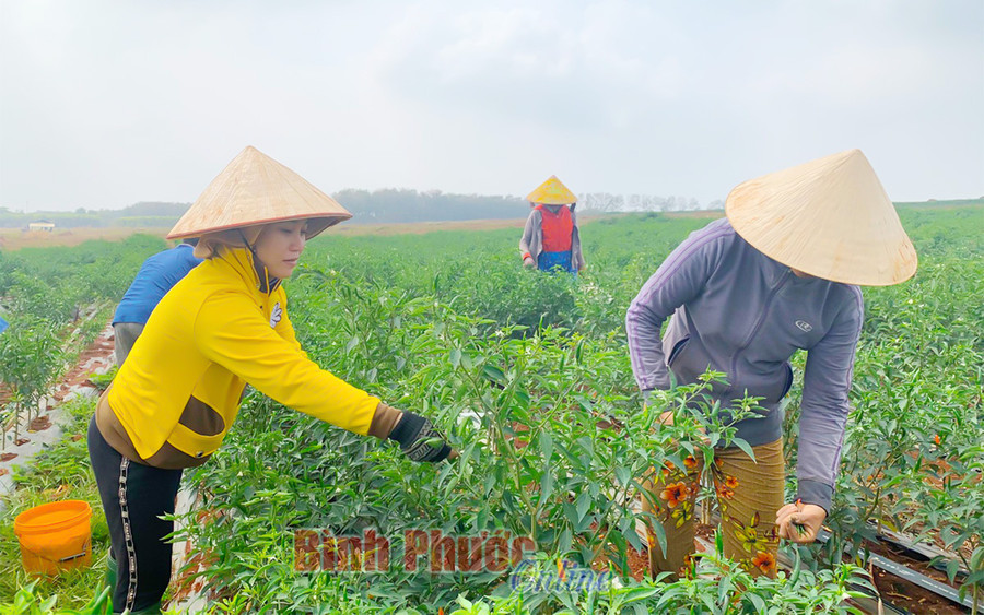 Mỗi ngày hộ chị Trần Thị Thúy Loan ở xã Thiện Hưng, huyện Bù Đốp (tỉnh Bình Phước) thu gần 100 triệu đồng từ 16 ha ớt. Trong ảnh: Nhân công thu hoạch ớt tại vườn của gia đình chị Loan  Mỗi ngày hộ chị Trần Thị Thúy Loan ở xã Thiện Hưng, huyện Bù Đốp (tỉnh Bình Phước) thu gần 100 triệu đồng từ 16 ha ớt. Trong ảnh: Nhân công thu hoạch ớt tại vườn của gia đình chị Loan