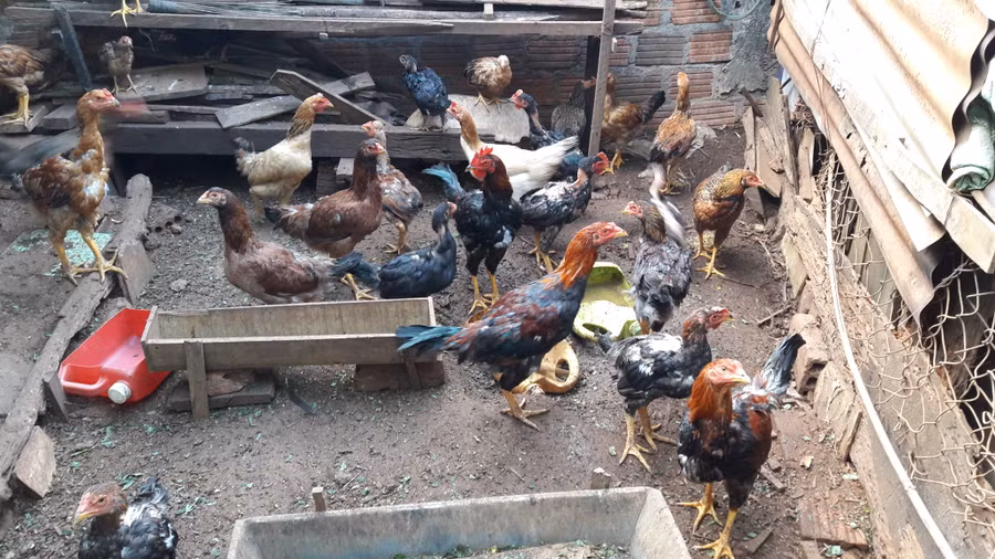  Người chăn nuôi cần chủ động các biện pháp phòng dịch bệnh cho đàn gia cầm. Ảnh: Lương Thanh