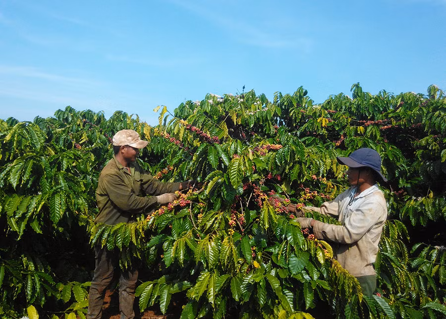 Cây cà phê là một trong số cây chủ lực của tỉnh. Ảnh: Lê Nam