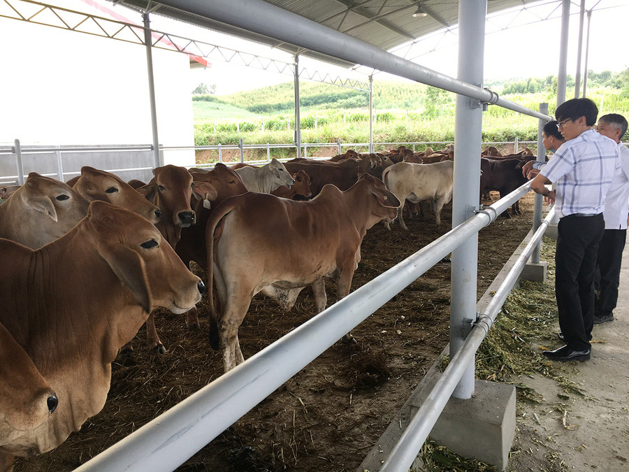 Trung tâm Giống vật nuôi tỉnh đang nuôi thử nghiệm giống bò Úc chất lượng cao. Ảnh: Quang Tấn Trung tâm giống vật nuôi tỉnh đang nuôi thử nghiệm giống bò Úc chất lượng cao. Ảnh: Quang Tấn