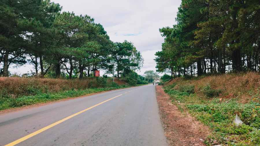 Con đường thông ở xã Diên Phú (TP. Pleiku). Ảnh: Nguyễn Sơn