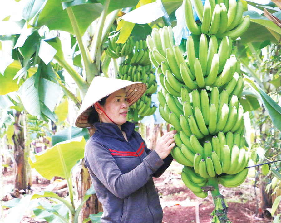 Huyện Chư Sê đã triển khai xây dựng nhiều mô hình liên kết sản xuất theo chuỗi giá trị, từng bước đem lại hiệu quả kinh tế cao. Ảnh: Quang Tấn