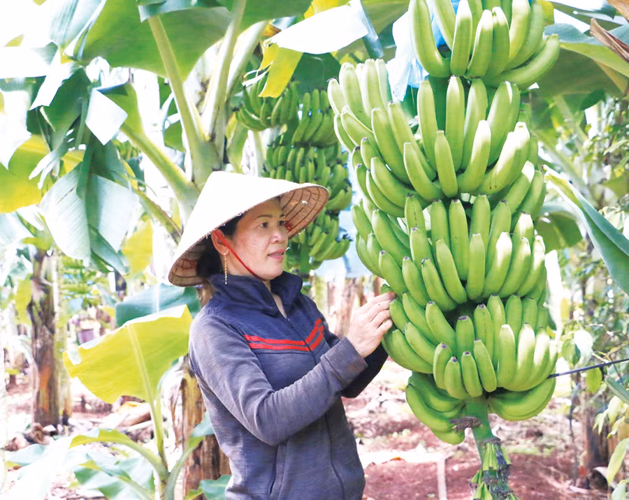 Huyện Chư Sê đã triển khai xây dựng nhiều mô hình liên kết sản xuất theo chuỗi giá trị, từng bước đem lại hiệu quả kinh tế cao. Ảnh: Quang Tấn