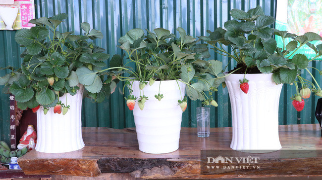 Với những chậu dâu tây này, nếu chăm sóc theo đúng hướng dẫn và tưới phân bón đầy đủ thì cây sẽ cho thu hoạch được trong khoảng 4 tháng. Trong điều kiện khí hậu phù hợp thời gian thu hoạch sẽ lên đến 6 tháng.