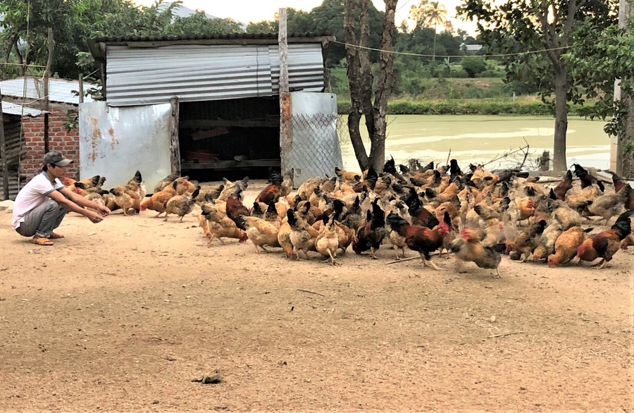 Đàn gà lai Lương Phượng của gia đình anh Đỗ Văn Hùng (phường Cheo Reo, thị xã Ayun Pa). Ảnh: Đinh Yến