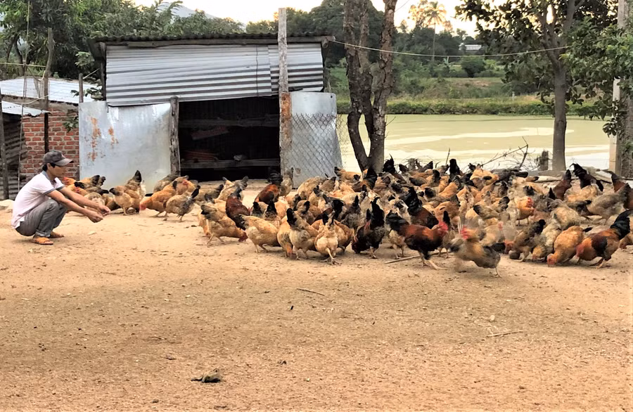 Đàn gà lai Lương Phượng của gia đình anh Đỗ Văn Hùng (phường Cheo Reo, thị xã Ayun Pa). Ảnh: Đinh Yến