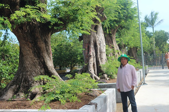 Anh Nguyễn Hoàng Tuấn bên những gốc me cổ thụ trăm tuổi. ẢNH: THIÊN LỘC