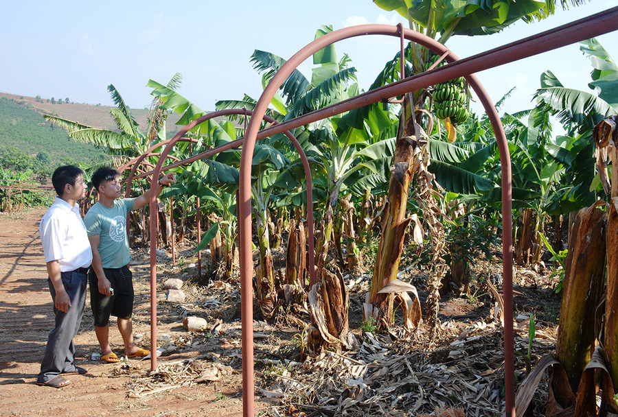 Hệ thống ròng rọc đưa chuối vào khu sản xuất. Ảnh: Vĩnh Hoàng