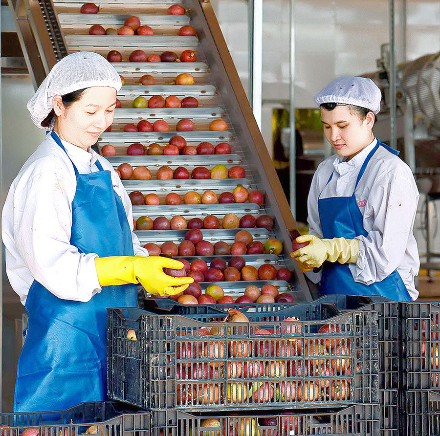 Chế biến chanh dây tại Công ty TNHH một thành viên Xuất nhập khẩu rau quả DOVECO Gia Lai. Ảnh: Đức Thụy