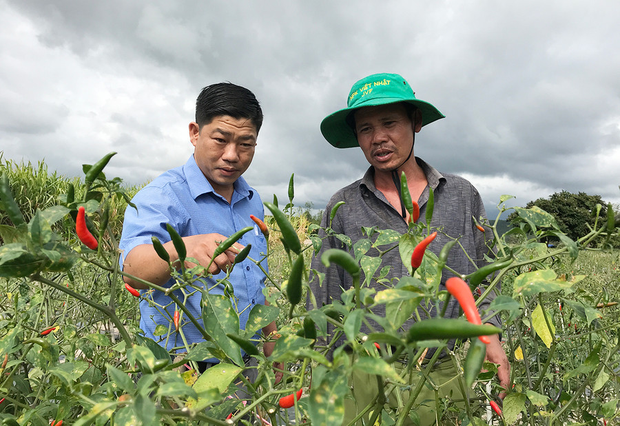 Giá ớt tươi được thu mua ở mức cao giúp nhiều hộ có nguồn thu nhập ổn định. Ảnh: Nguyễn Diệp Giá ớt tươi được thu mua ở mức cao giúp nhiều hộ có nguồn thu nhập ổn định. Dù vậy, hiện nay, thị trường tiêu thụ ớt vẫn còn bấp bênh. Ảnh: Nguyễn Diệp