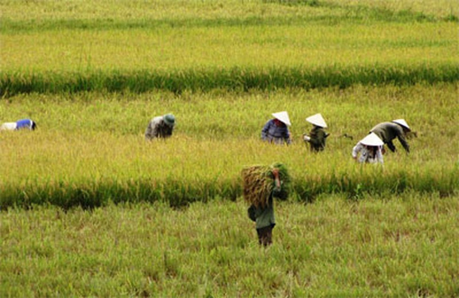 Có ai đã từng đi trên bờ đê vào mùa gặt mới thấy cơn gió mát đến nhường nào-Ảnh: Trương Quang Nam Có ai đã từng đi trên bờ đê vào mùa gặt mới thấy cơn gió mát đến nhường nào-Ảnh: Trương Quang Nam