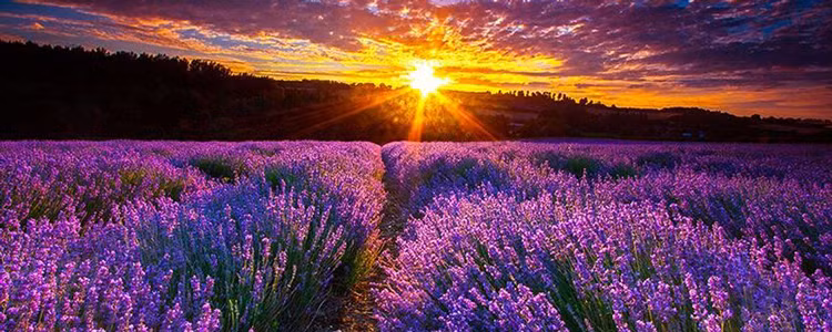 Ảnh minh họa: Internet