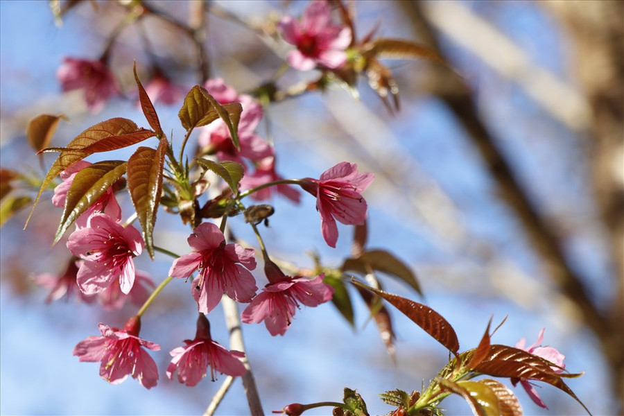 Tô thắm thêm vẻ đẹp vùng cao Mù Cang Chải.