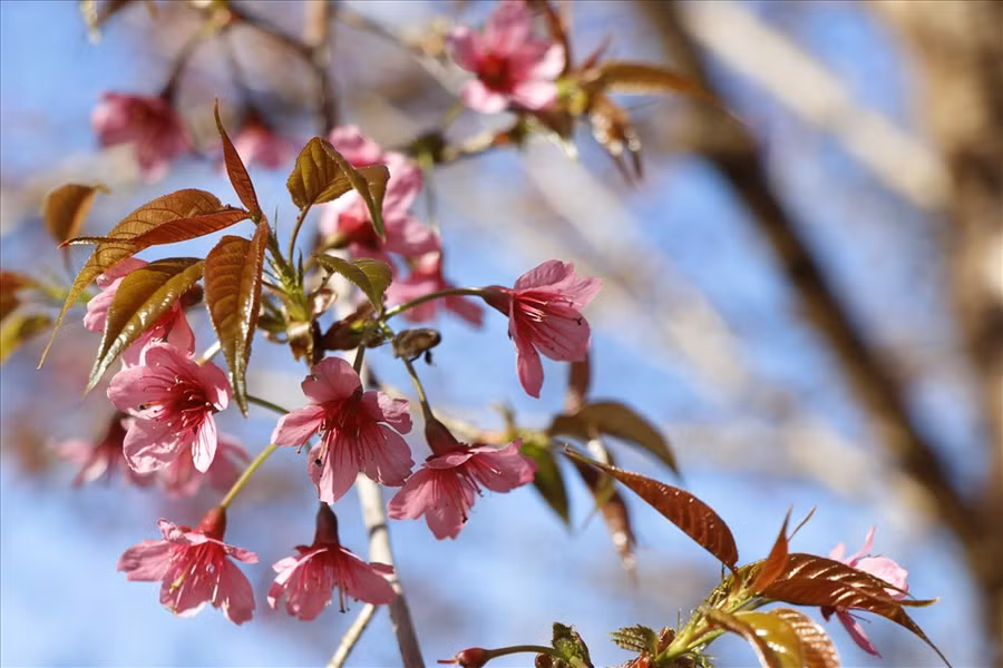 Tô thắm thêm vẻ đẹp vùng cao Mù Cang Chải.