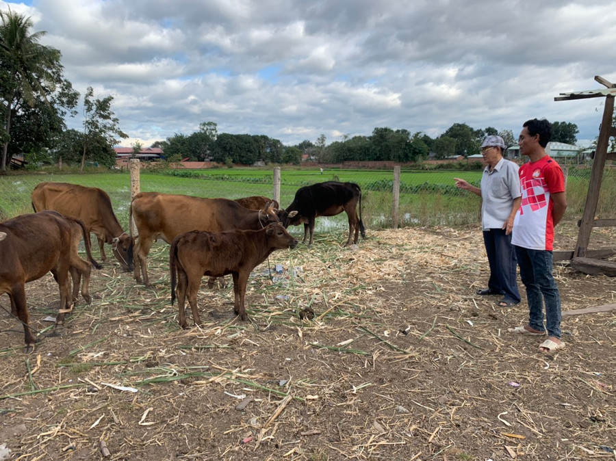 Nhờ nguồn vốn vay từ mô hình kết nghĩa, gia đình anh Siu Hiếu (bìa phải, buôn Banh, phường Cheo Reo) đã phát triển chăn nuôi bò, vươn lên thoát nghèo. Ảnh.Vũ Chi