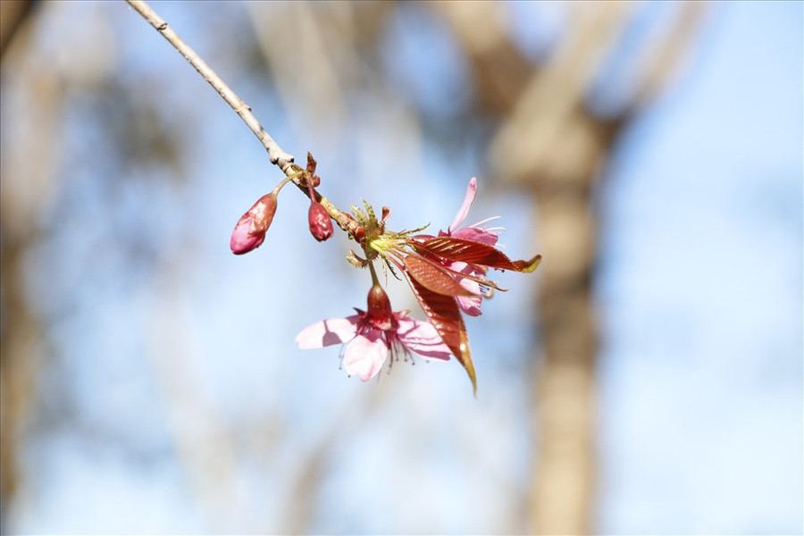 Những nụ hoa nhỏ xinh bung nở chào đón một mùa xuân mới lại về.
