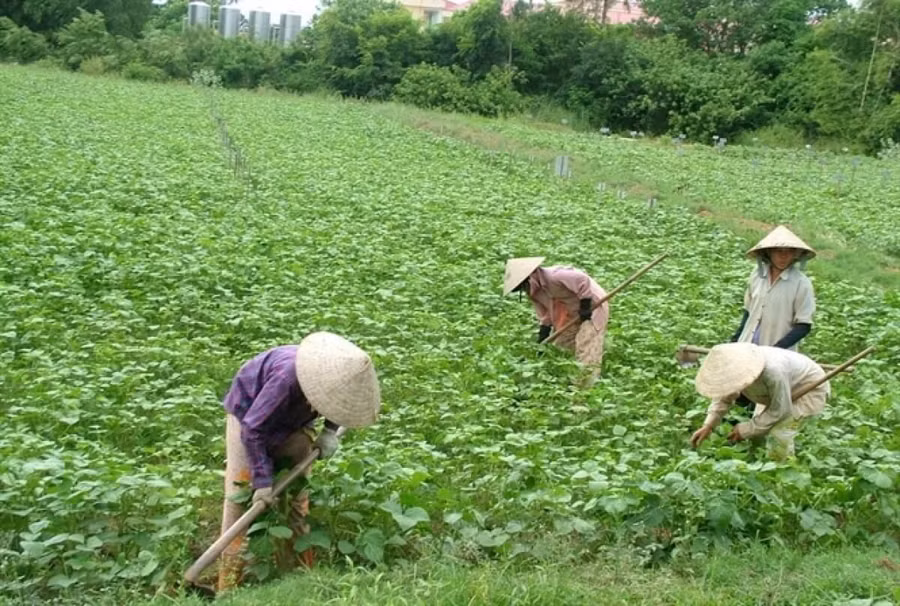 Nếu đủ điều kiện, người dân sẽ được chuyển đổi đất vườn sang đất ở (đất thổ cư). Ảnh minh họa