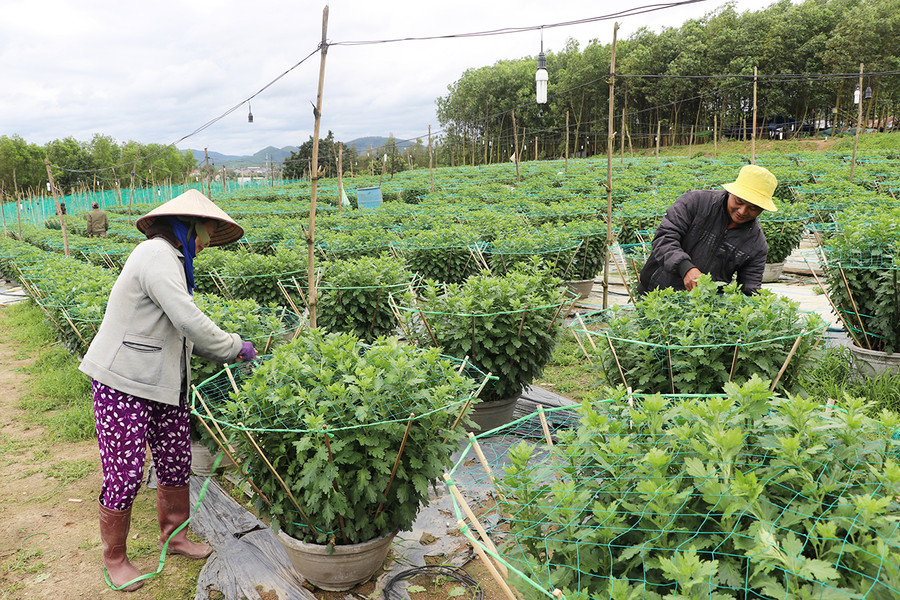 Thời tiết bất lợi cộng thêm những ảnh hưởng của dịch Covid-19 khiến người trồng hoa ở thị xã An Khê thêm lo lắng. Ảnh: Ngọc Minh Thời tiết bất lợi cộng thêm những ảnh hưởng của dịch Covid-19 khiến người trồng hoa ở thị xã An Khê thêm lo lắng-Ảnh Ngọc Minh.jpg