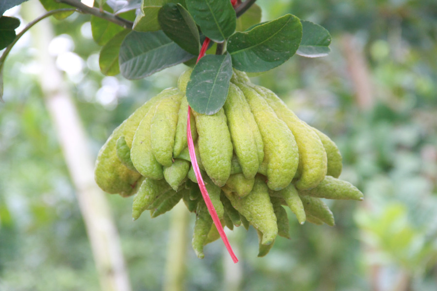  Trái phật thủ với hình dáng đẹp mắt này cũng như những trái phật thủ khác mang trong mình ý nghĩa tâm linh sâu sắc và thường được dùng để bày mâm ngũ quả ngày Tết cổ truyền.