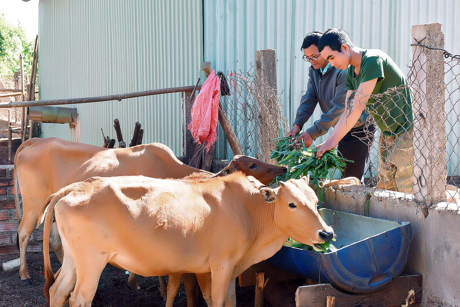 4.Đảng viên Rơ Lan Mur luôn theo dõi và giúp đỡ đảng viên dự bị Rmah Glim phát triển kinh tế gia đình.