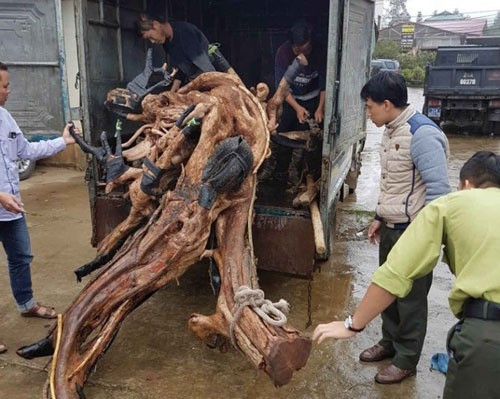  Hạt Kiểm lâm Hoàng Liên (tỉnh Lào Cai) bàn giao gốc cây thông tre quý hiếm bị khai thác, vận chuyển trái phép cho Vườn Quốc gia Hoàng Liên (Sa Pa) chăm sóc Ảnh: VƯỜN QUỐC GIA HOÀNG LIÊN