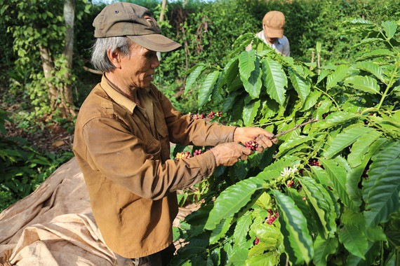 Nhiều nhà vườn tại TP Buôn Ma Thuột (Đắk Lắk) có năng suất cà phê giảm khoảng 30%. Ảnh: ĐÔNG NGUYÊN Nhiều nhà vườn tại TP Buôn Ma Thuột (Đắk Lắk) có năng suất cà phê giảm khoảng 30%. Ảnh: ĐÔNG NGUYÊN
