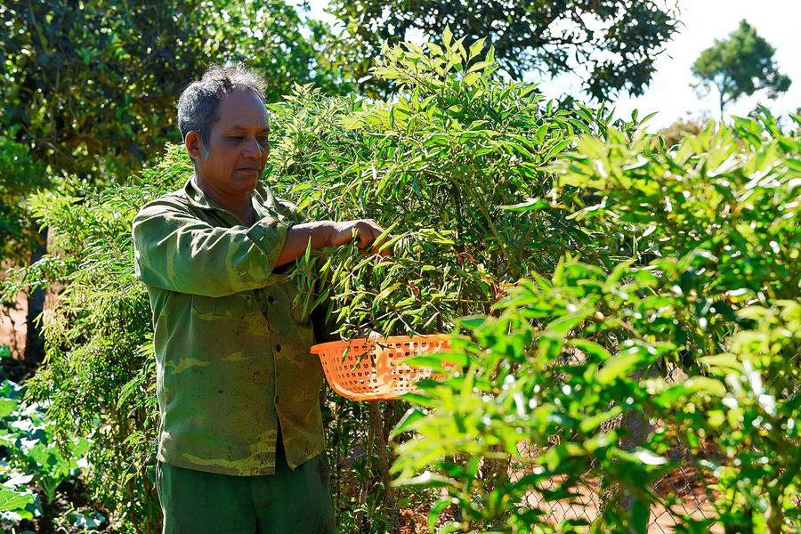 2.Ông Siu Yui thu hoạch lá đinh lăng