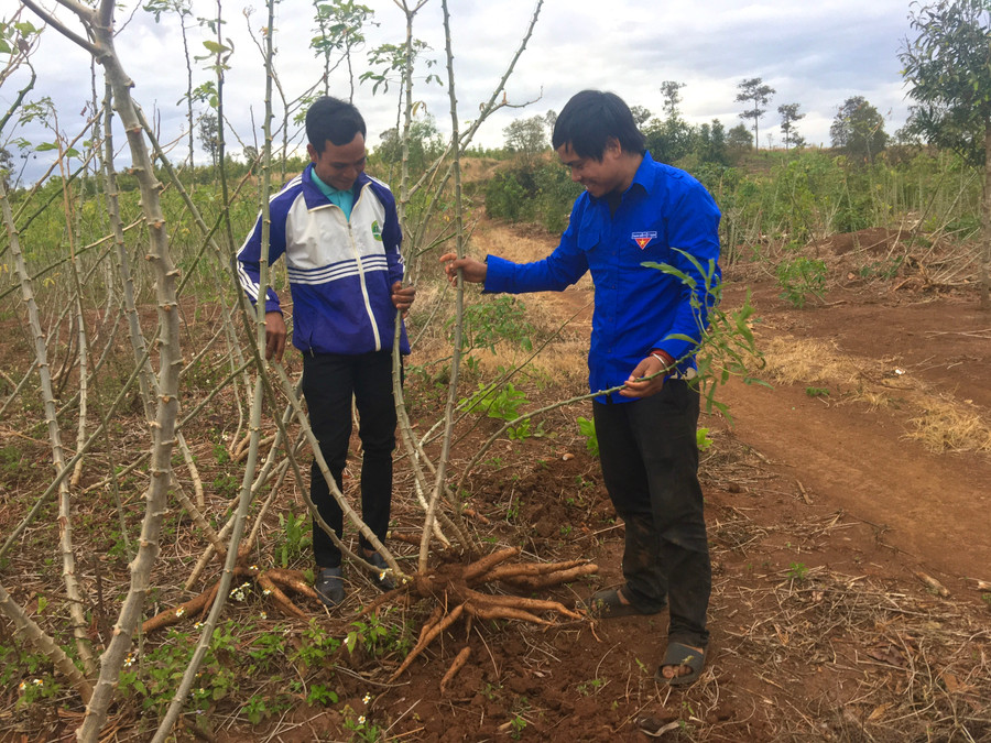 Đoàn viên, thanh niên chi Đoàn làng Chưp (xã Lơ Pang, huyện Mang Yang) thu hoạch mì. Ảnh: R' Ô Hok