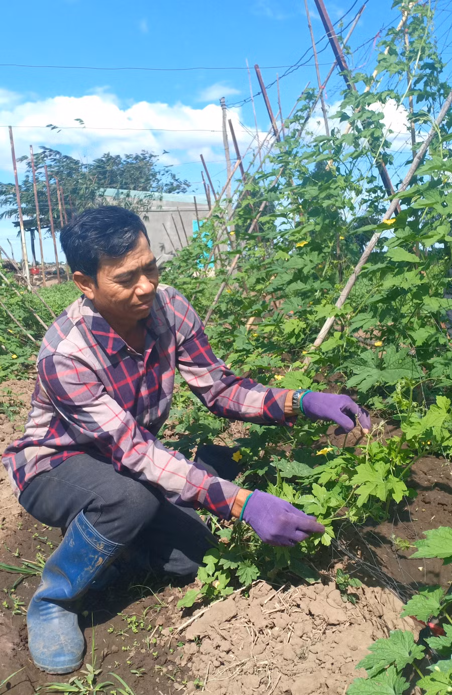 Ông Nay Rcom Then chăm sóc vườn rau của gia đình. Ảnh: KSor H'Yuên