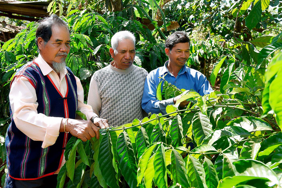 7.Già làng Tip còn trao đổi dân làng kinh nghiệm ghép cà phê, thâm canh để tăng năng suất, chuyển đổi một số diện tích bị thiếu nước chuyển sang trồng các loại cây khác mang lại hiệu quả kinh tế cao.