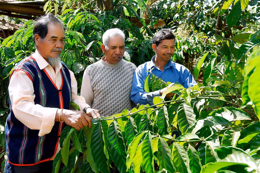 7.Già làng Tip còn trao đổi dân làng kinh nghiệm ghép cà phê, thâm canh để tăng năng suất, chuyển đổi một số diện tích bị thiếu nước chuyển sang trồng các loại cây khác mang lại hiệu quả kinh tế cao.