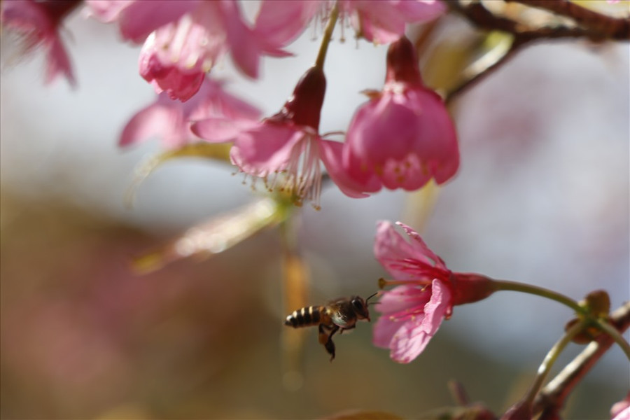 Hoa thơm ngào ngạt dưới ánh nắng vàng đầu Xuân.