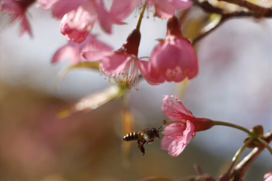 Hoa thơm ngào ngạt dưới ánh nắng vàng đầu Xuân.