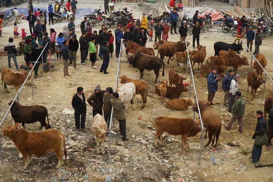 Ngoài các áo quần, vật phẩm chống giá rét, đồng bào vùng cao còn cần công cụ, phương tiện sản xuất như trâu bò, con giống... để lo sinh kế trong năm (ảnh T.H) Ngoài các áo quần, vật phẩm chống giá rét, đồng bào vùng cao còn cần công cụ, phương tiện sản xuất như trâu bò, con giống... để lo sinh kế trong năm (ảnh T.H)