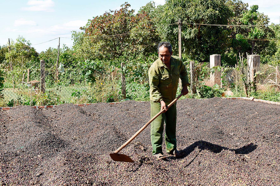 7.Ngoài 1 sào rau, ông Yui còn làm 2ha cà phê, 1 ha điều, 1 ha cao su… bình quân mỗi năm cho thu nhập 350 triệu đồng.