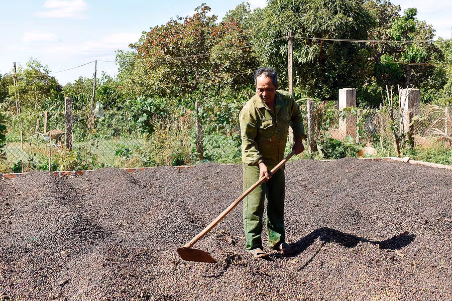 7.Ngoài 1 sào rau, ông Yui còn làm 2ha cà phê, 1 ha điều, 1 ha cao su… bình quân mỗi năm cho thu nhập 350 triệu đồng.