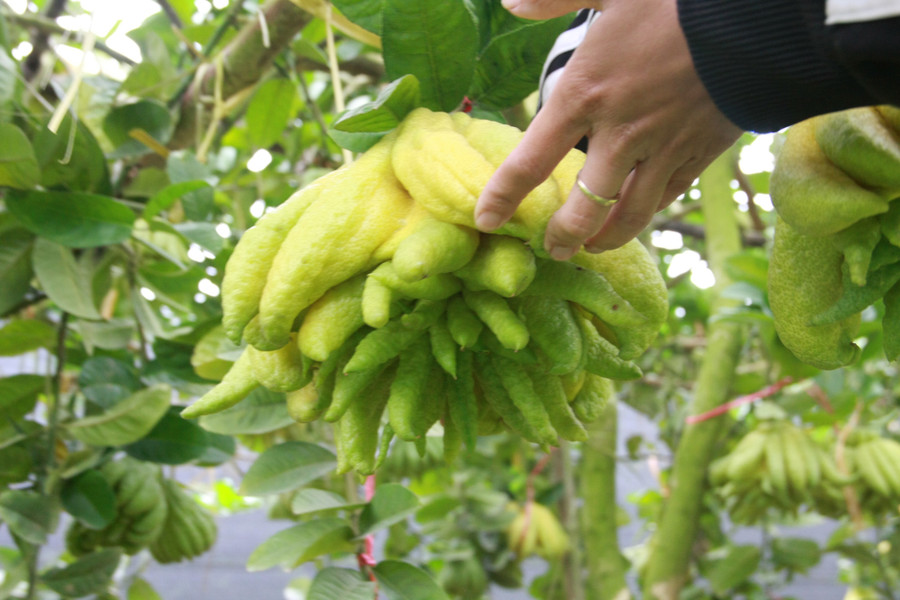 Những quả phật thủ đắt tiền thường có đường kính rộng hơn 1 gang tay người, vỏ sáng màu, có hương thơm dịu nhẹ. Quả có nhiều 