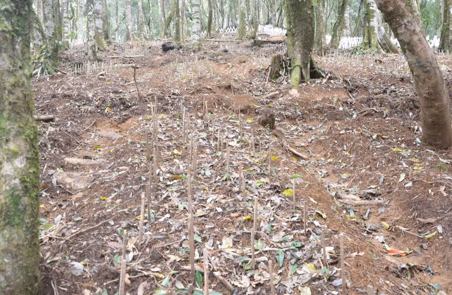 Vườn sâm Ngọc Linh ''ngủ đông''. Ảnh: HL