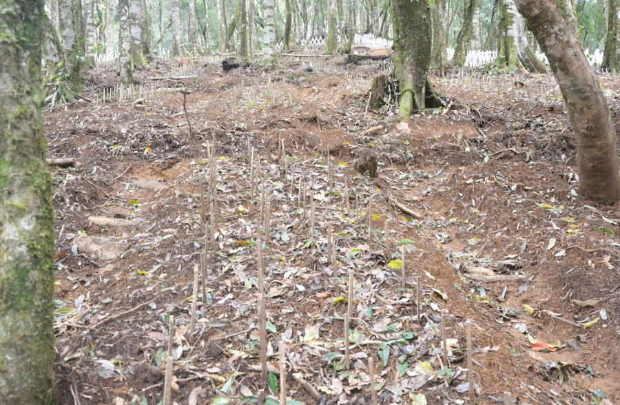 Vườn sâm Ngọc Linh ''ngủ đông''. Ảnh: HL