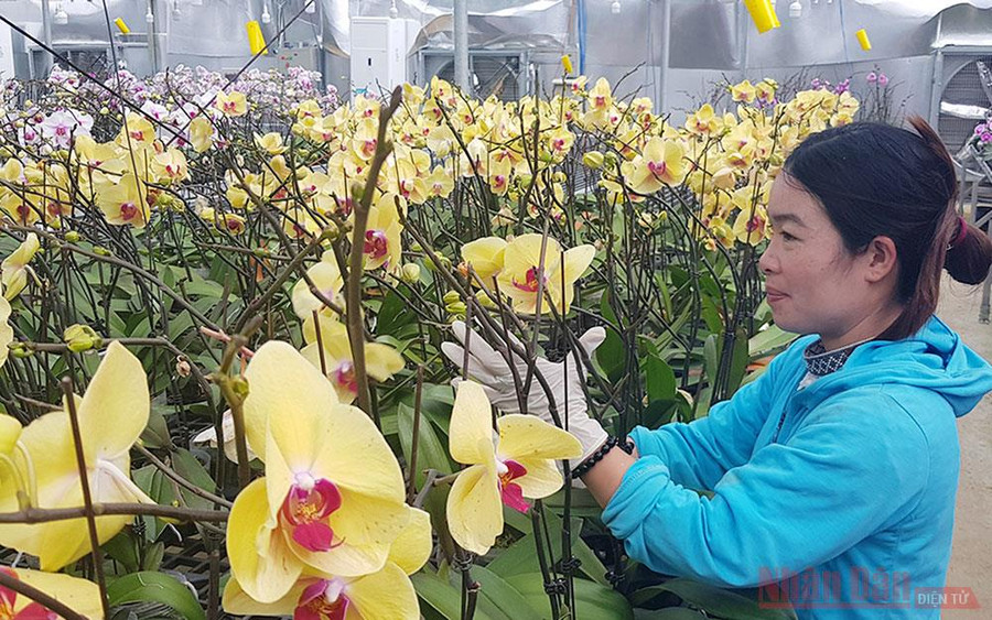  Chăm sóc lan hồ điệp chuẩn bị phục vụ thị trường tết .