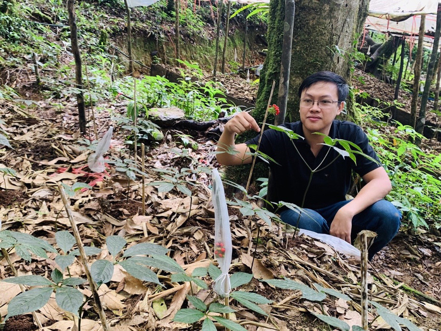Trần Đức An bên vườn sâm Ngọc Linh của mình
